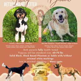 Goldendoodle puppies from Summer Sun Doodles