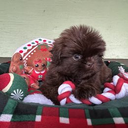 AKC Forest - Chocolate male Shih Tzu puppy in Statesboro, Georgia from Magnolia Small Breeds