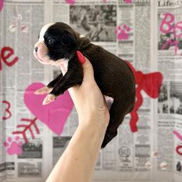 Arizona - Brindle female Boxer puppy in Upper Sandusky, Ohio from Rock Run Homestead