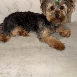 Kenneth - Blue and gold male Yorkshire Terrier puppy in Maple Heights, Ohio from Yorkiesllc