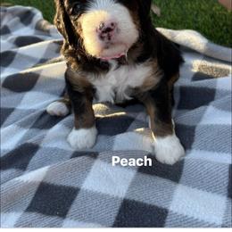 Bernedoodle Puppies from Sixlittles and Bernedoodles