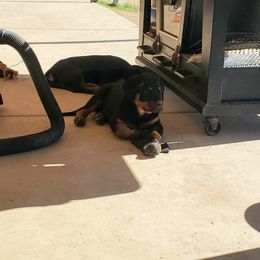 Rottweiler Puppies from Gottlïchen Rottweilers
