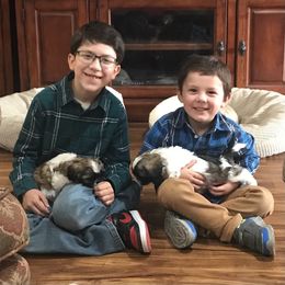 Shih Tzu Puppies from Willow Lane Shih Tzus