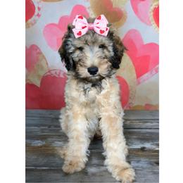 Miss Millie Mae - Phantom female Double Doodle puppy in Big Stone Gap, Virginia from Southern Sunshine Doodles