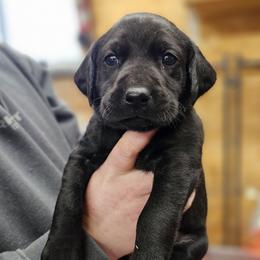 Zuma - Orange Collar - Black male Labrador Retriever puppy in Boyd, Minnesota from Lindley Labradors