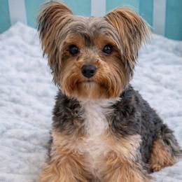 Cowboy - Yorkshire Terrier