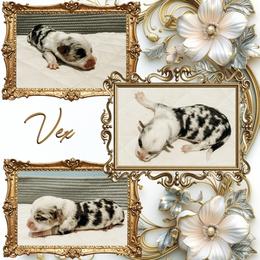 Vex - Blue merle and white female American Corgi puppy in Fitzhugh, Oklahoma from Elmiphyr Corgis