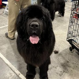 Nadia - Newfoundland