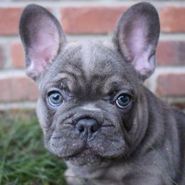 French Bulldog Puppies from Bullish Pride