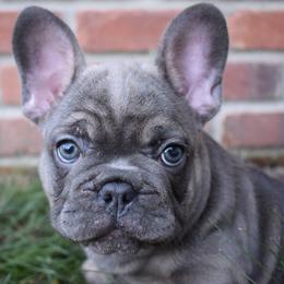 French Bulldog Puppies from Bullish Pride