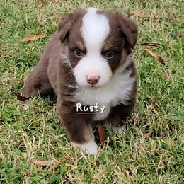 Rusty - Red merle male Miniature Australian Shepherd puppy in Waxhaw, North Carolina from Cane Creek Aussies