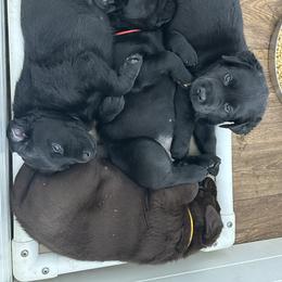 Labrador Retriever Puppies from Tag Hollow