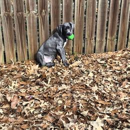 Great Dane Puppies from Sand Mountain Danes LLC
