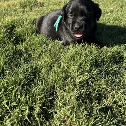 Aqua collar - Black female Labrador Retriever puppy in Big River, California from Cozy Acres Farm Labradors