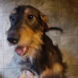 Orion - Dachshund