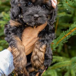 Australian Labradoodle Puppies from Providence Labradoodles, LLC