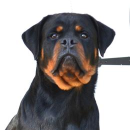ZIBA - Black and mahogany female Rottweiler puppy in Dawson Springs, Kentucky from Lakeview Rottweilers