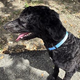 Poodles from Bear Hills kennel