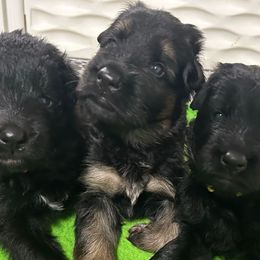 Boy 1  Blue Collar - Black and red male German Shepherd puppy in Valley Springs, South Dakota from Von Pasch German Shepherds