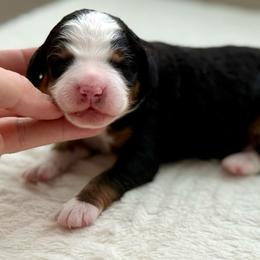 Henry- blue collar - Tri-color male Bernedoodle puppy in Colorado Springs, Colorado from Mercy Mountain Bernedoodles