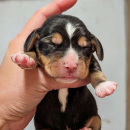Male 1 - Black tan and white male Beagle puppy in Baltimore, Maryland from Country Acres Farm