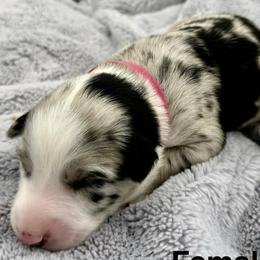 Patsy - Blue merle female Australian Shepherd puppy in Az, Yuma, Arizona from The Southern Dog