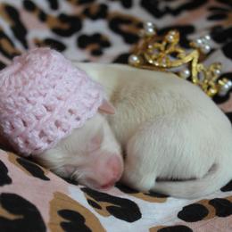 Girl 1 - Piebald female Dachshund puppy in Laurel, Mississippi from Kissinger Dachshunds