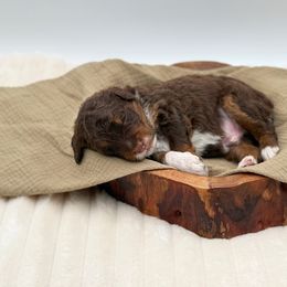 Boy 1 - Red phantom male Aussiedoodle puppy in Manteca, California from Silva Ranch Doodles