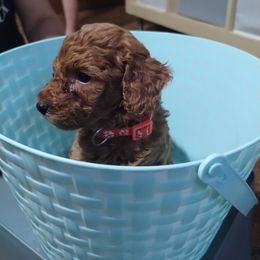 Poodle Puppies from Grace Colt Farms