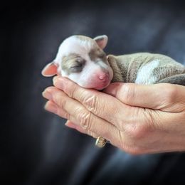 Italian Greyhound Puppies from Alura Italian Greyhounds