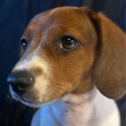 Girl 1 - Piebald female Dachshund puppy in Plato, Missouri from David & Stacey's Dachshunds
