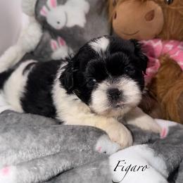 Figaro - Black and tan male Shih Tzu puppy in Russellville, Kentucky from The Patriot Tzu