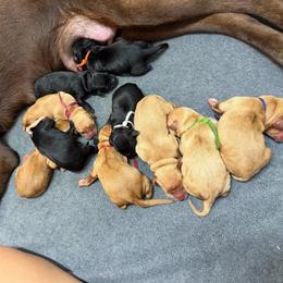 Copper Red Collar - Yellow male Labrador Retriever puppy in Elloree, South Carolina from Moonlight Kennels LLC