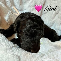 Pink Girl - Black female Poodle puppy in Breckenridge, Texas from Cates Standard Poodles