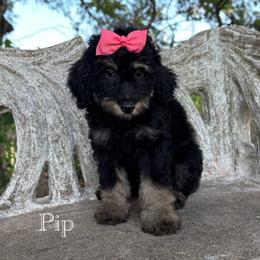 PIP - female Australian Mountain Doodle puppy in Bristow, Oklahoma from 10-Acre Woods Cockapoos