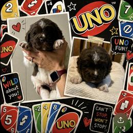 Uno - White and brown male Newfoundland puppy in North Manchester, Indiana from Gables Homegrown Pawprints
