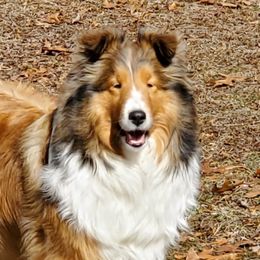 Collies and Shetland Sheepdogs from Chatham Collies