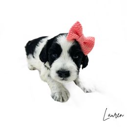 Lauren Black Roan - Black female Australian Labradoodle puppy in Wamego, Kansas from Doodles of Oz