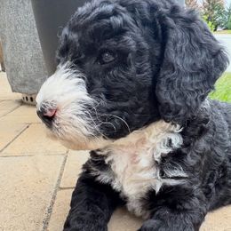 Kai - male Australian Mountain Doodle puppy in Sherrills Ford, North Carolina from Magnolia Grove Farms