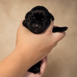 Blue Collar - Black male Labrador Retriever puppy in Madison, Wisconsin from Meritrust Labradors