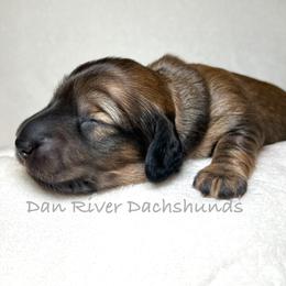 Brew - Red male Dachshund puppy in Vale, North Carolina from Dan River Dachshunds