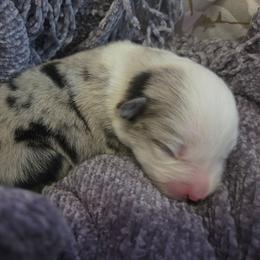 Juniper - Blue merle female Miniature Australian Shepherd puppy in Willard, Missouri from Stoney Brook Aussies