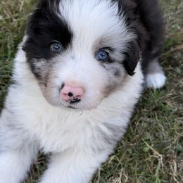 Riggin' - Blue merle male Australian Shepherd puppy in Coldwater, Mississippi from Pure Grit Aussies