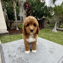 Girl 3 - Apricot female Goldendoodle puppy in San Diego, California from Goldendoodles & Poodles of San Diego