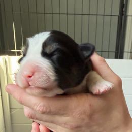 Boy 1 - Black tri male Miniature Australian Shepherd puppy in Saco, Maine from Wags Family Aussies