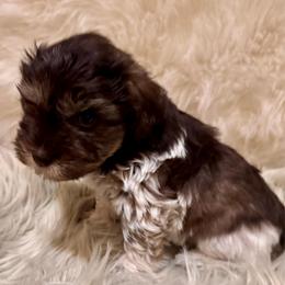 Liver pepper parti DOUBLE roan - Parti male Miniature Schnauzer puppy in Pflugerville, Texas from K&K Precious Tx schnauzers