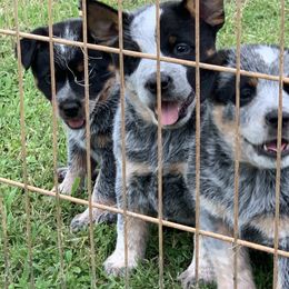 Australian Cattle Dog Puppies from Star Ranch Australian Cattle Dogs