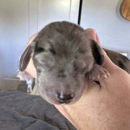 Boy 3 - Dachshund puppy in Alva, Florida from Salty C's Dachshunds