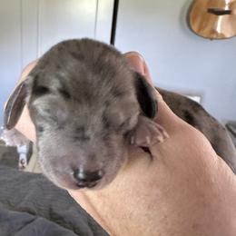 Boy 3 - Dachshund puppy in Alva, Florida from Salty C's Dachshunds