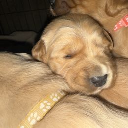 Purple Girl - Golden female Golden Retriever puppy in Rockwell, North Carolina from KnL Golden Acres